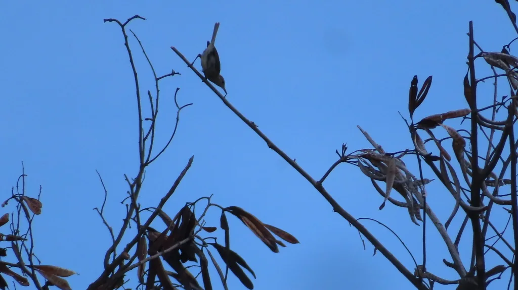 巴西莺雀(Vireo gracilirostris)