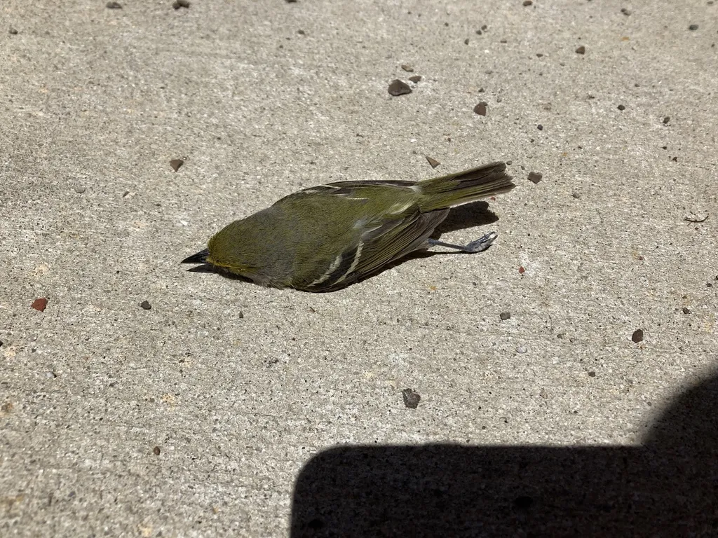 白眼莺雀(Vireo griseus)