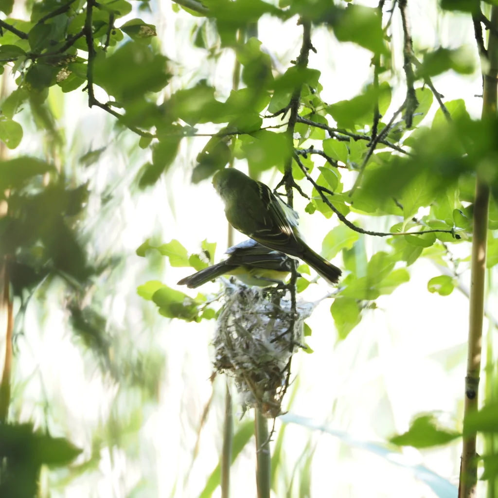 白眼莺雀(Vireo griseus)