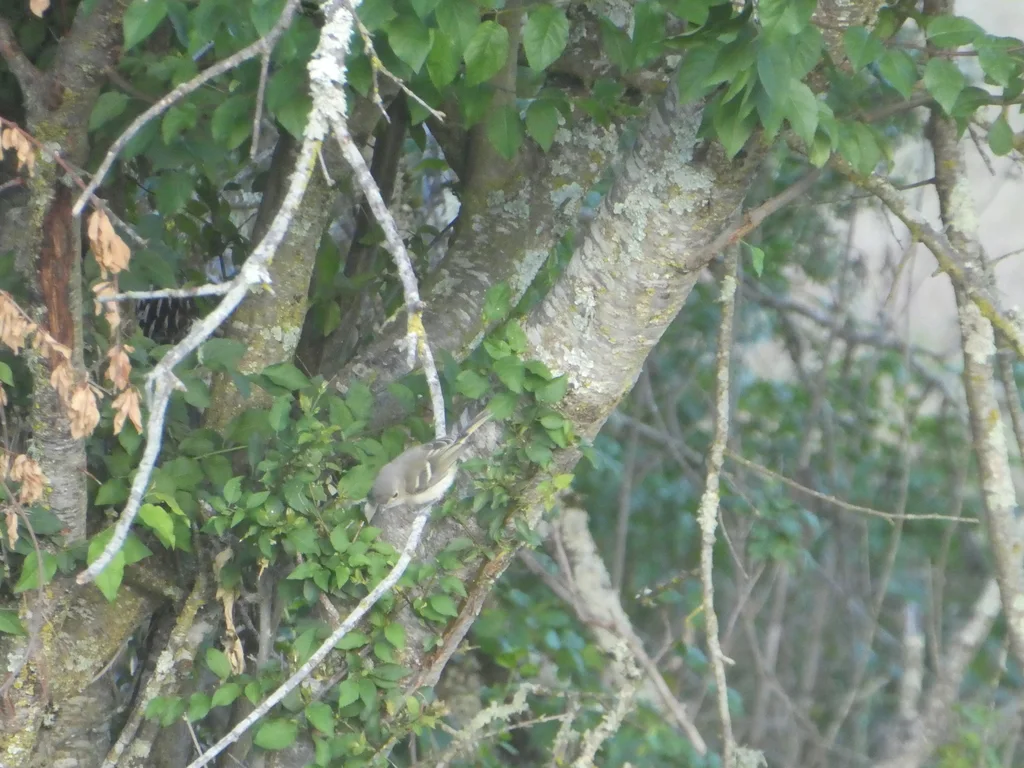 赫氏莺雀（Vireo huttoni）