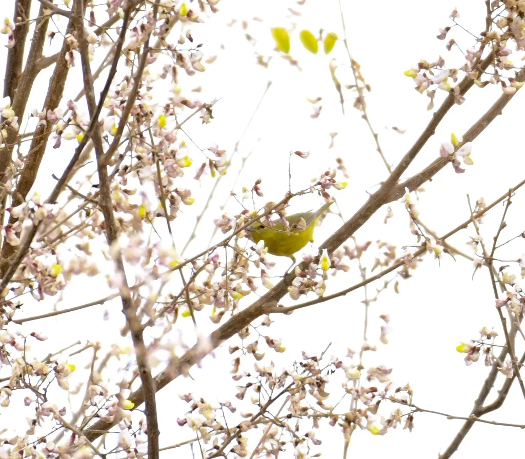 金莺雀(Vireo hypochryseus)