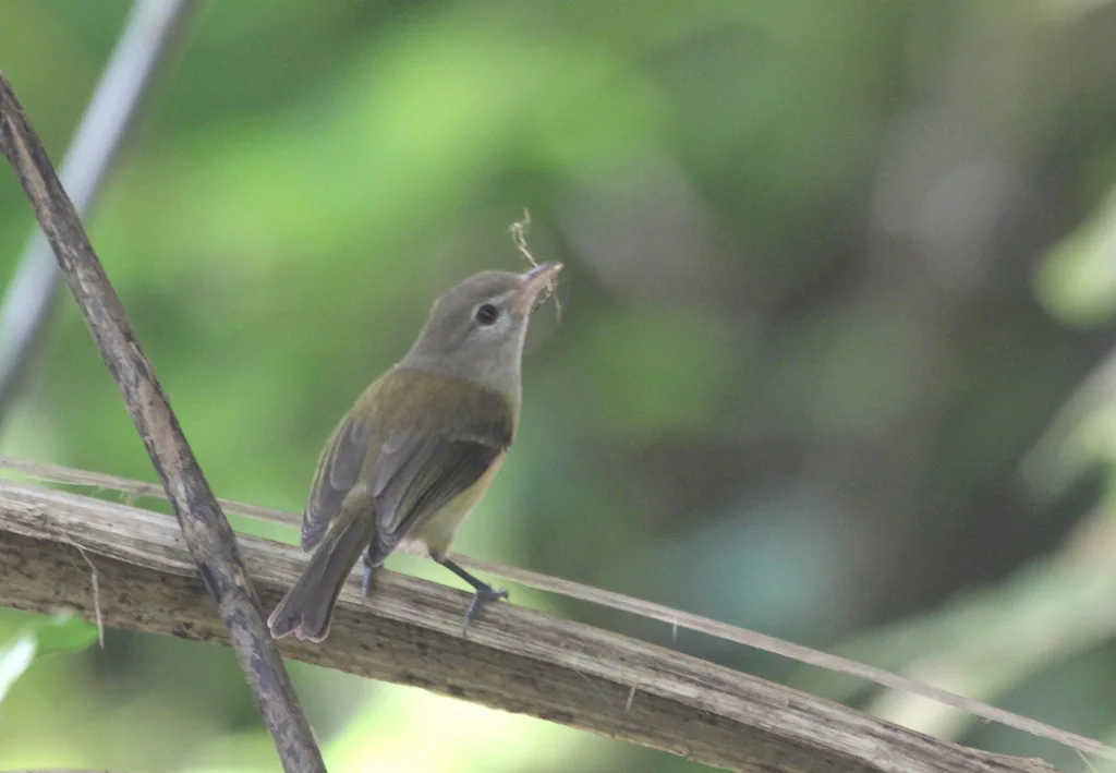 波多黎各莺雀(Vireo latimeri)