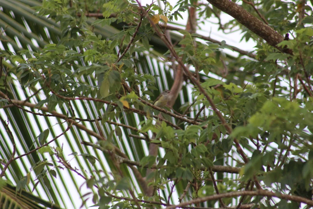波多黎各莺雀(Vireo latimeri)