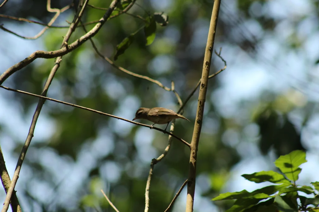 褐顶莺雀(Vireo leucophrys)