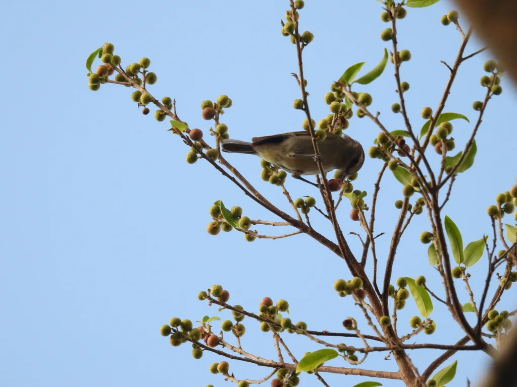 尤卡莺雀(Vireo magister)