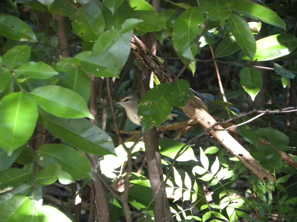 尤卡莺雀(Vireo magister)