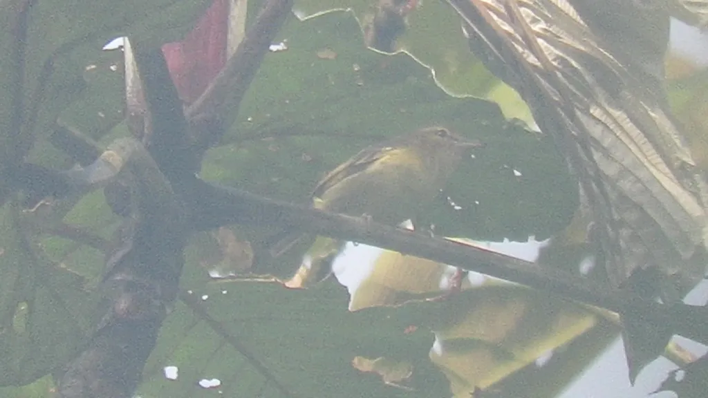 乔科莺雀(Vireo masteri)