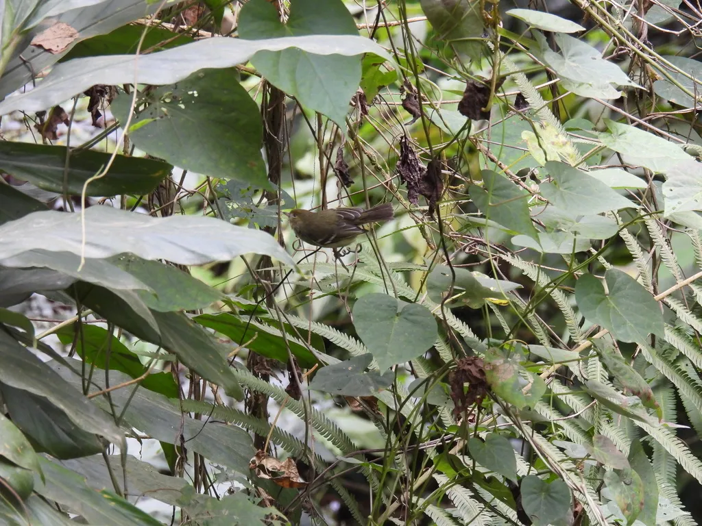 牙买加莺雀(Vireo modestus)