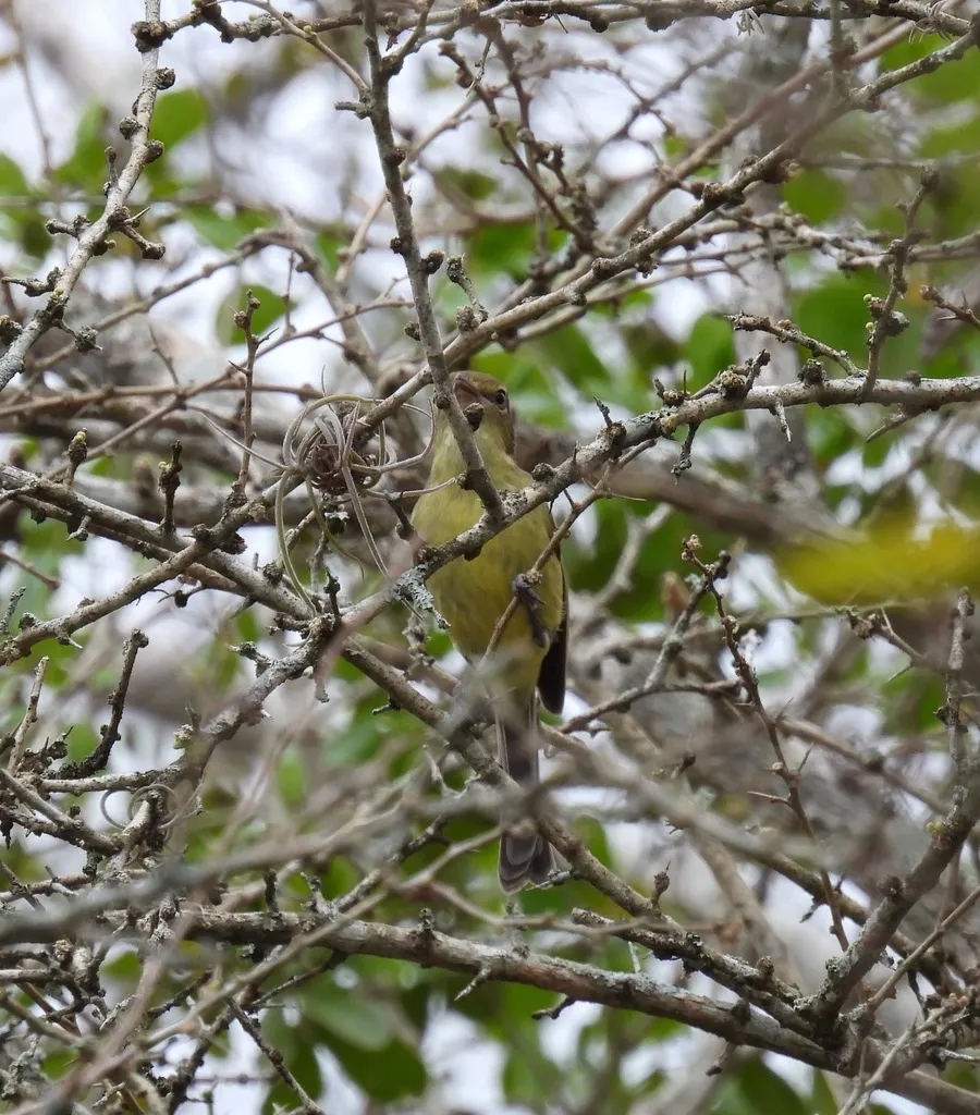 扁嘴莺雀(Vireo nanus)