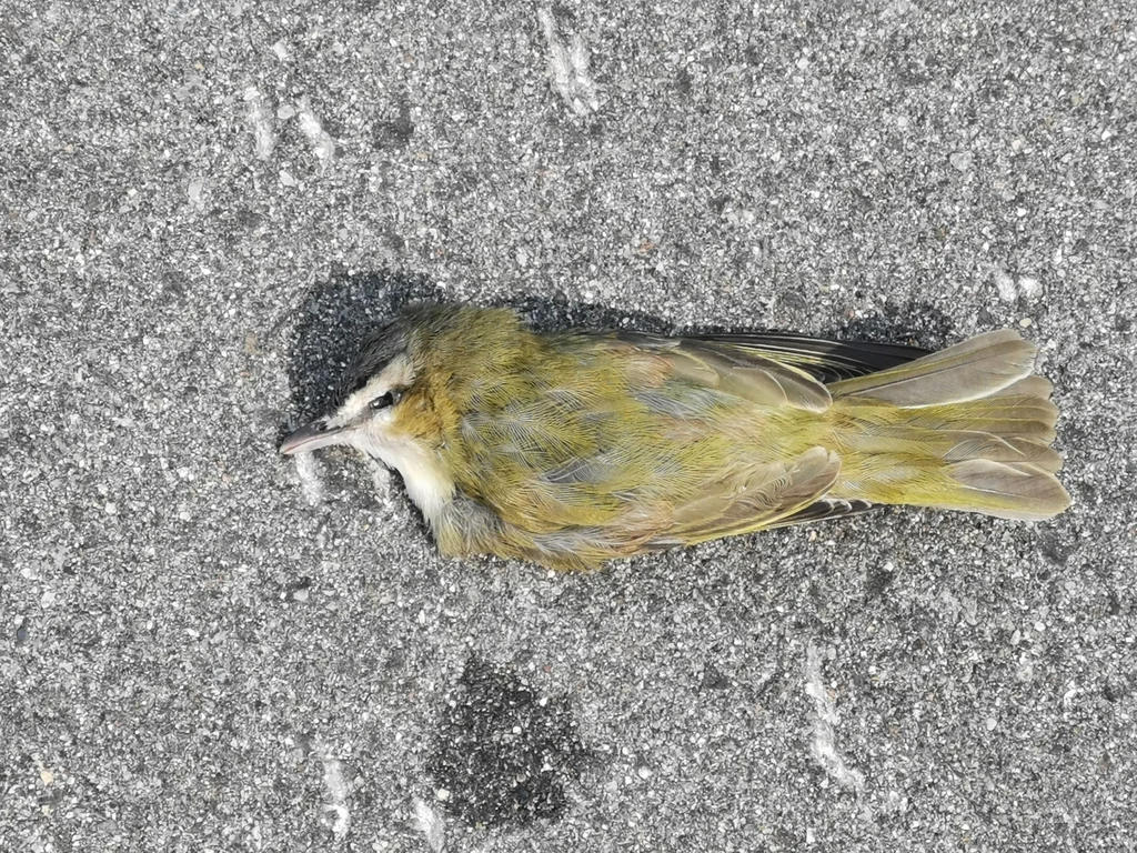 红眼莺雀(Vireo olivaceus)