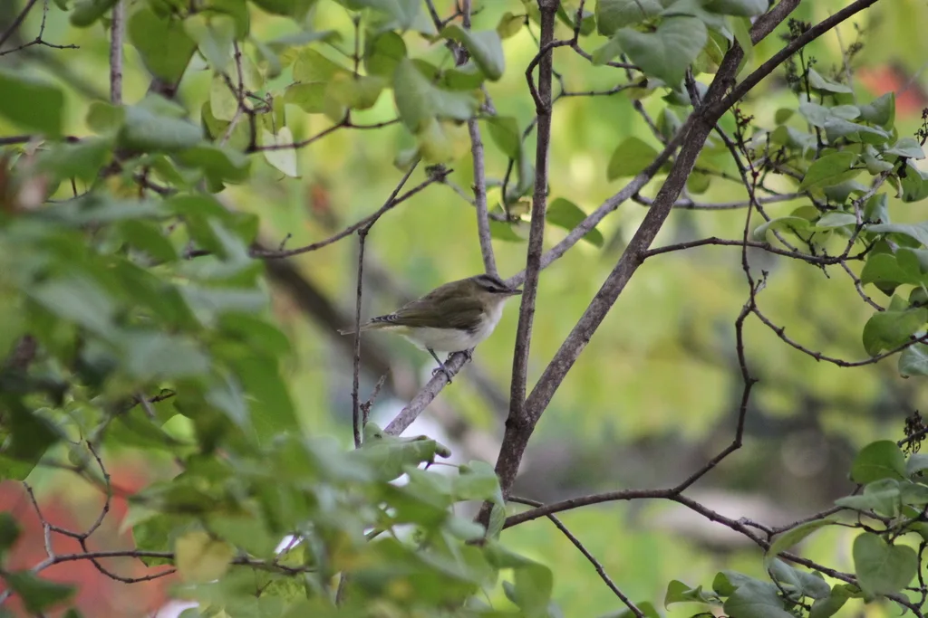 红眼莺雀(Vireo olivaceus)