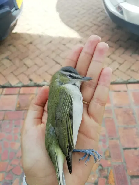 红眼莺雀(Vireo olivaceus)