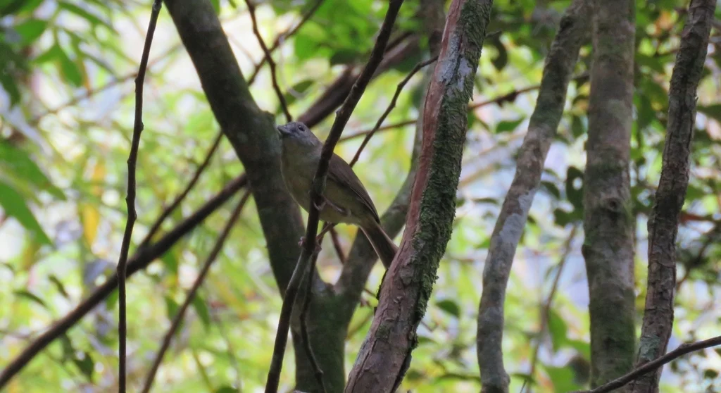 山莺雀（Vireo osburni）
