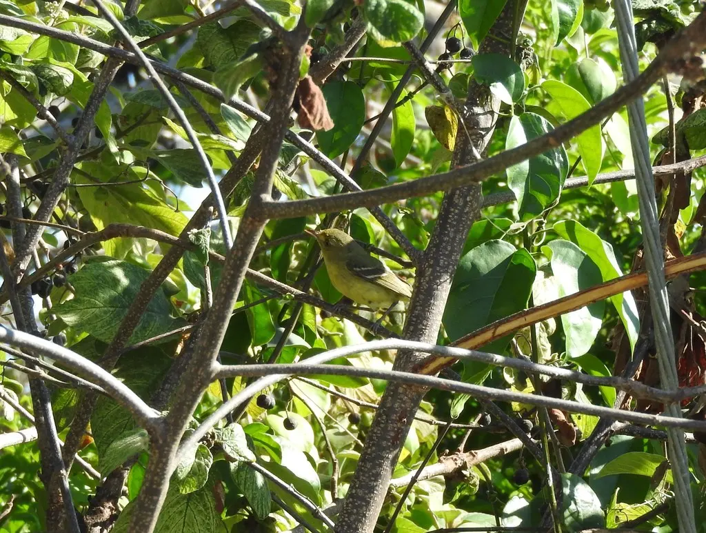 红树莺雀(Vireo pallens)