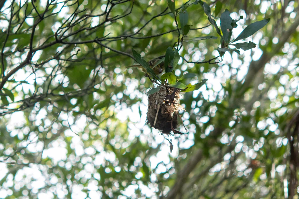 红树莺雀(Vireo pallens)