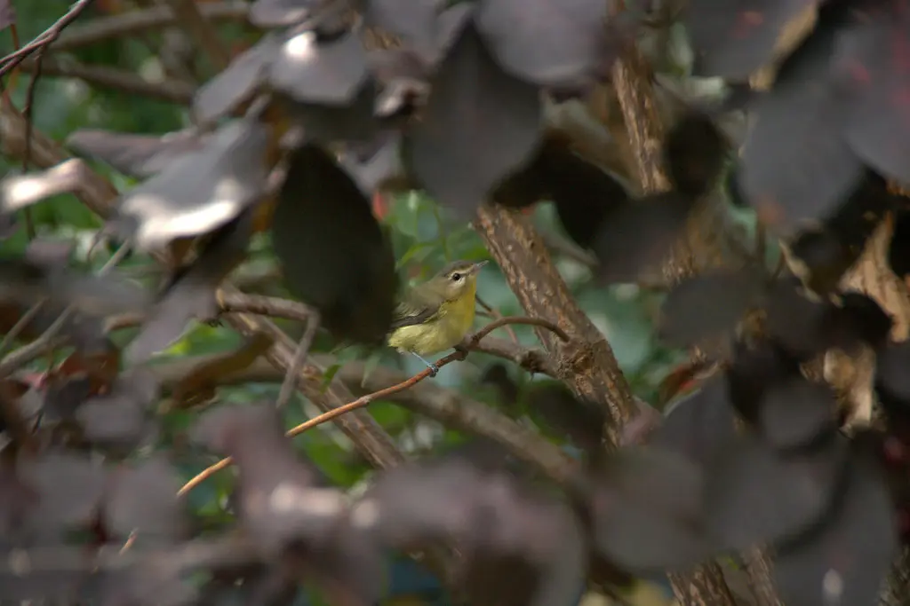 费城莺雀(Vireo philadelphicus)