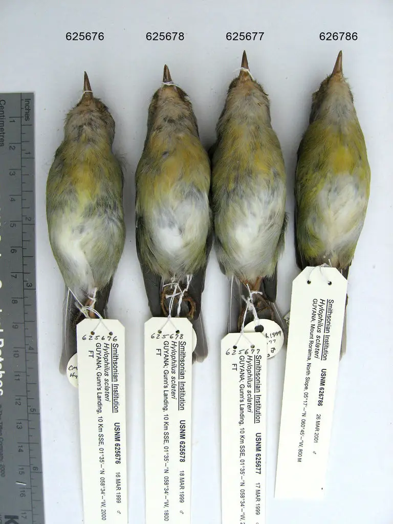 蓝顶绿莺雀(Vireo sclateri)
