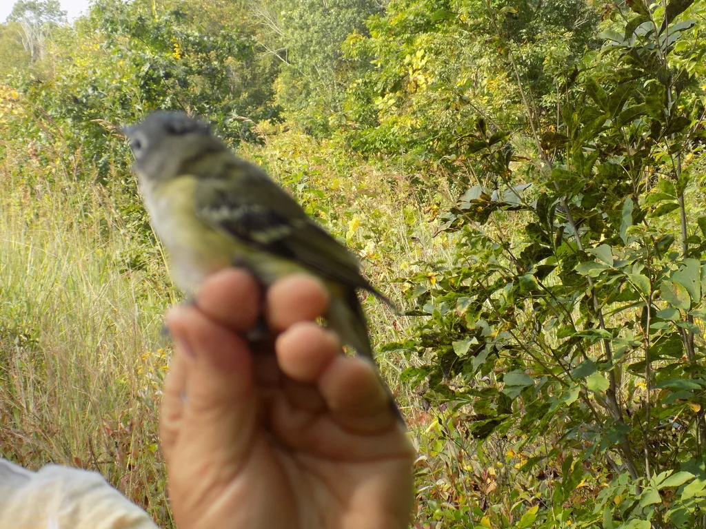 蓝头莺雀(Vireo solitarius)