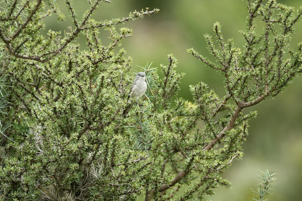 灰莺雀（Vireo vicinior）