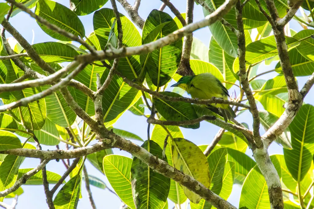 绿鵙雀(Vireolanius pulchellus)
