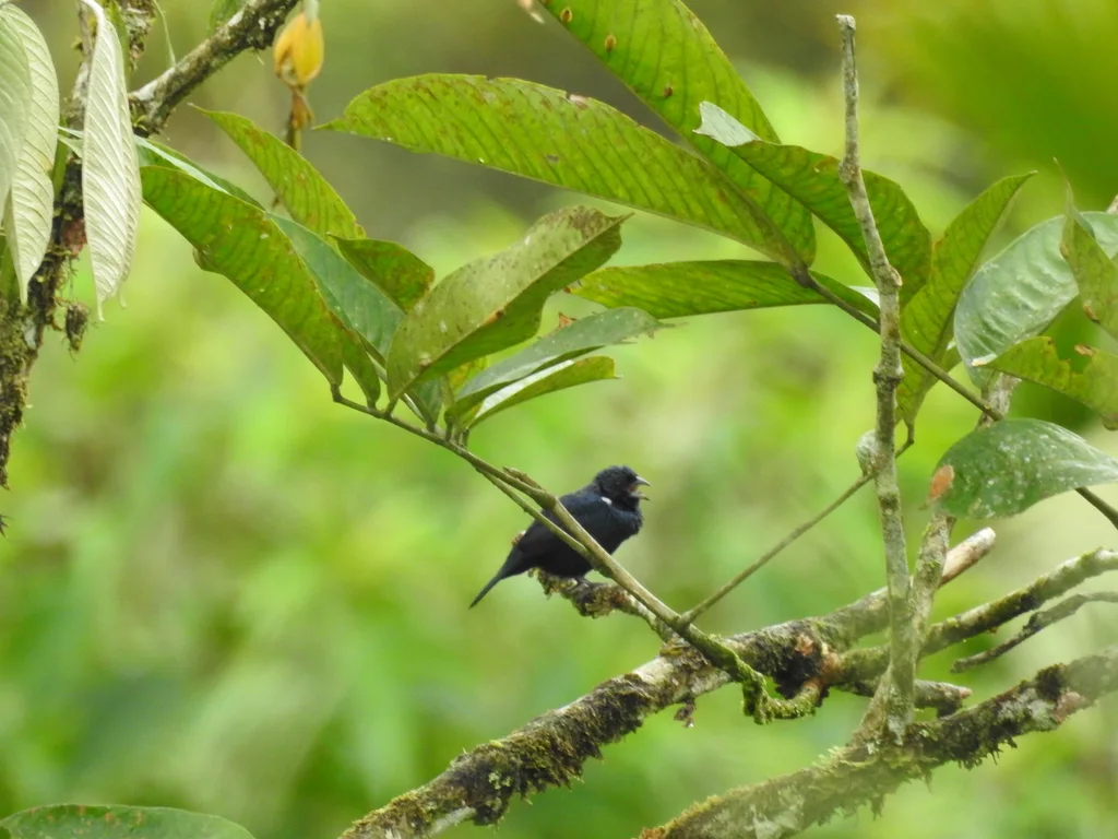蓝黑草鹀(Volatinia jacarina)