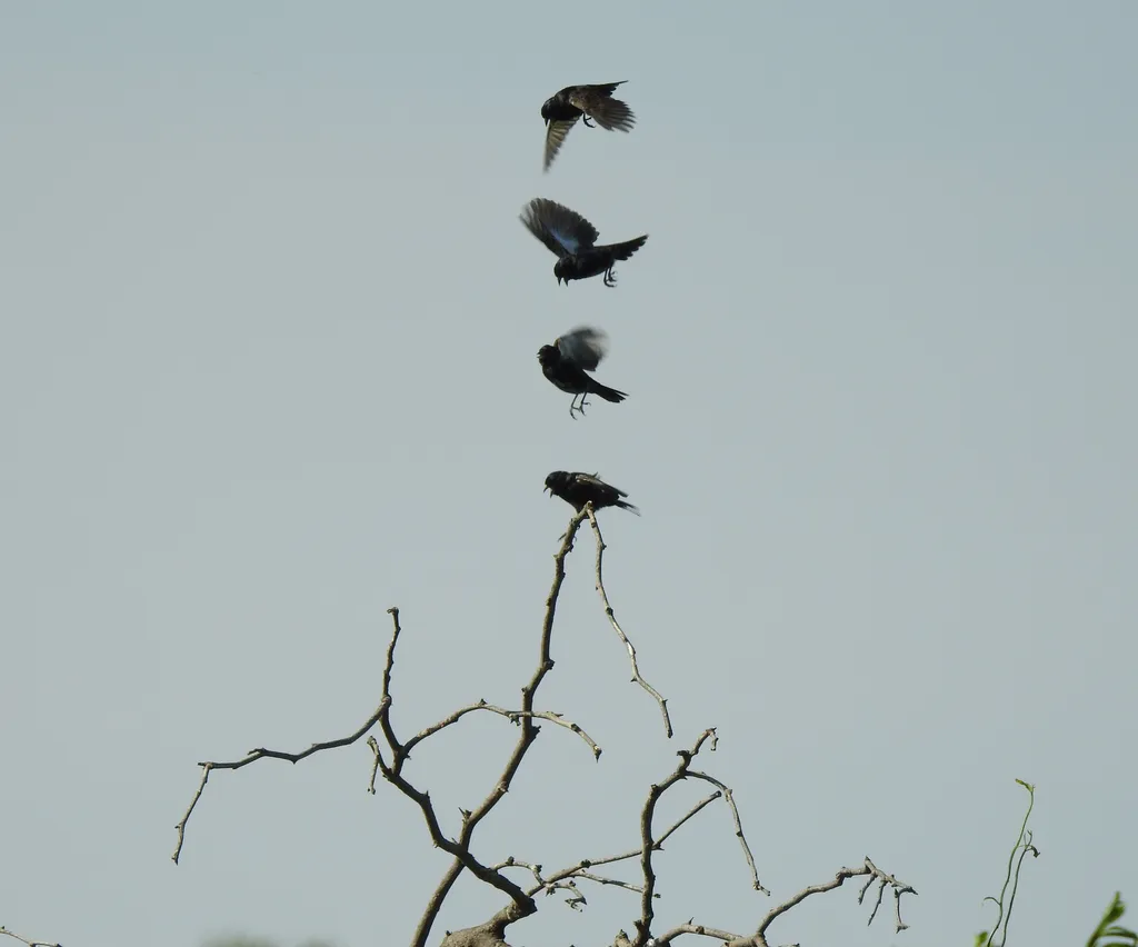 蓝黑草鹀(Volatinia jacarina)