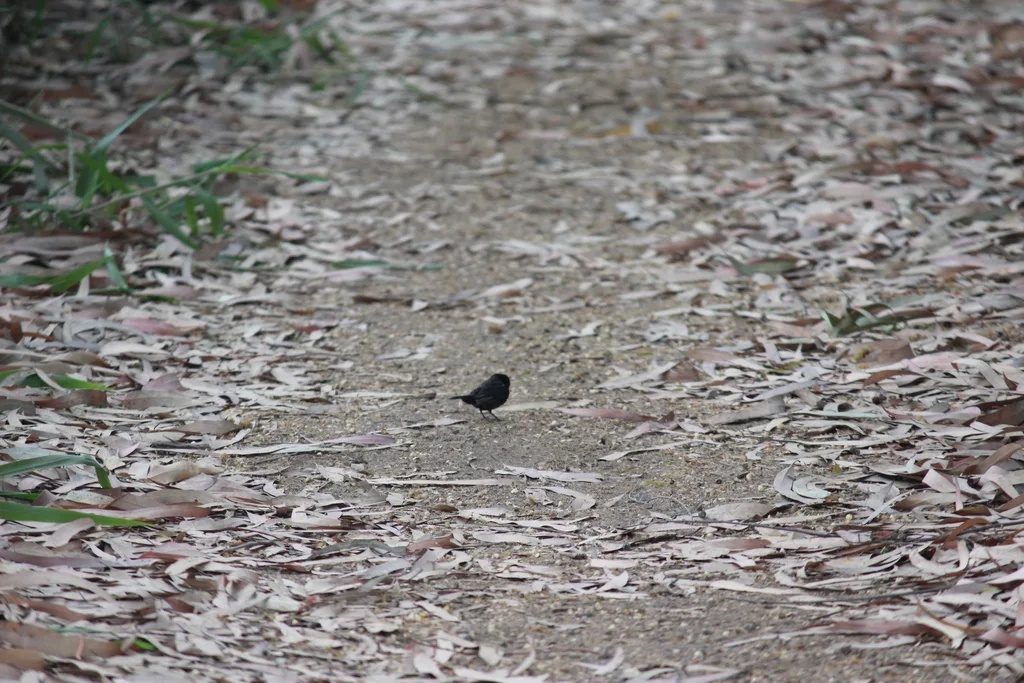 蓝黑草鹀(Volatinia jacarina)