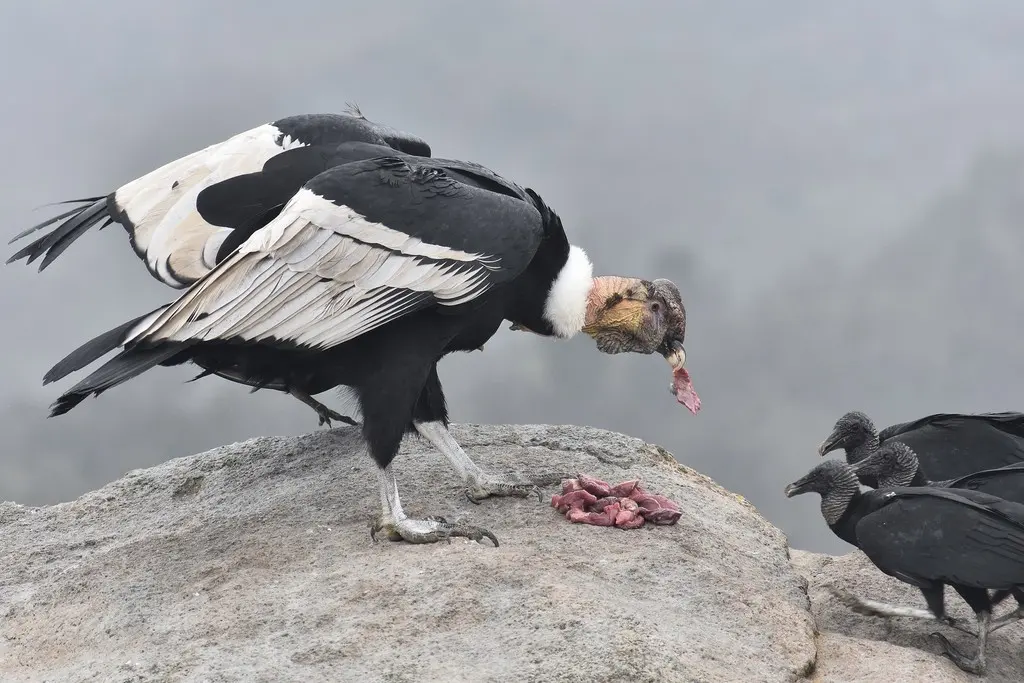 安第斯神鹫(Vultur gryphus)