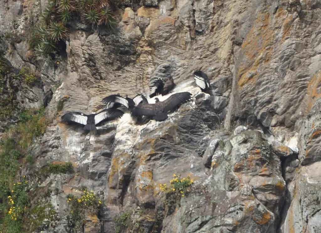安第斯神鹫(Vultur gryphus)