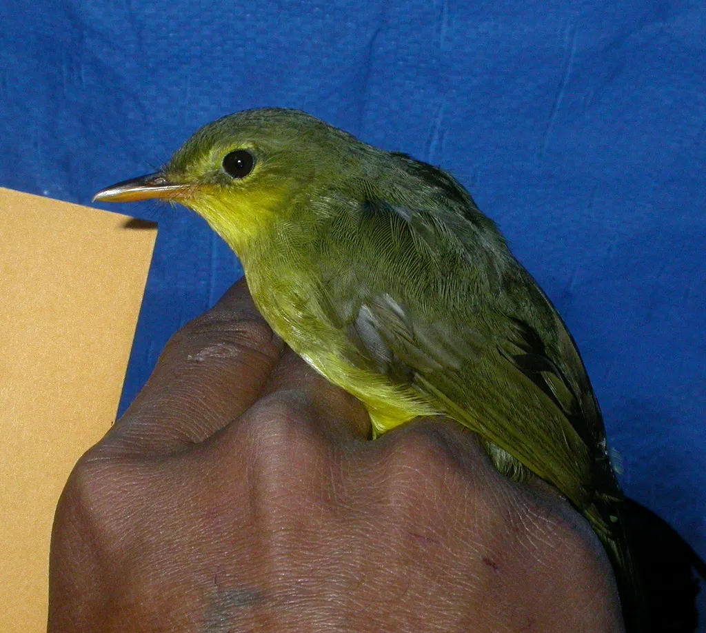 短嘴旋木鹎(Xanthomixis zosterops)