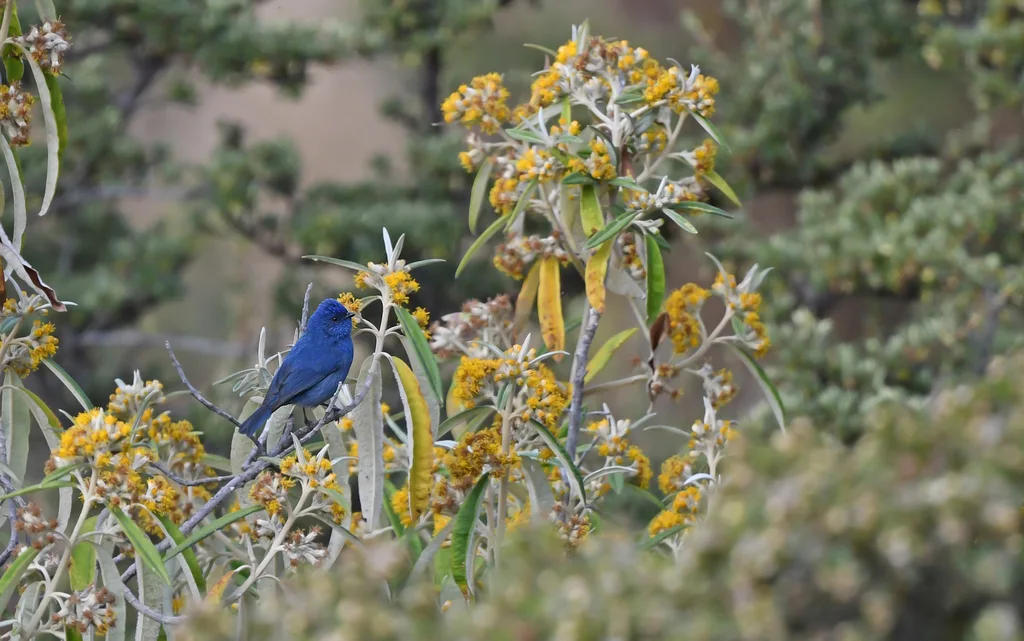 辉蓝锥嘴雀(Xenodacnis parina)