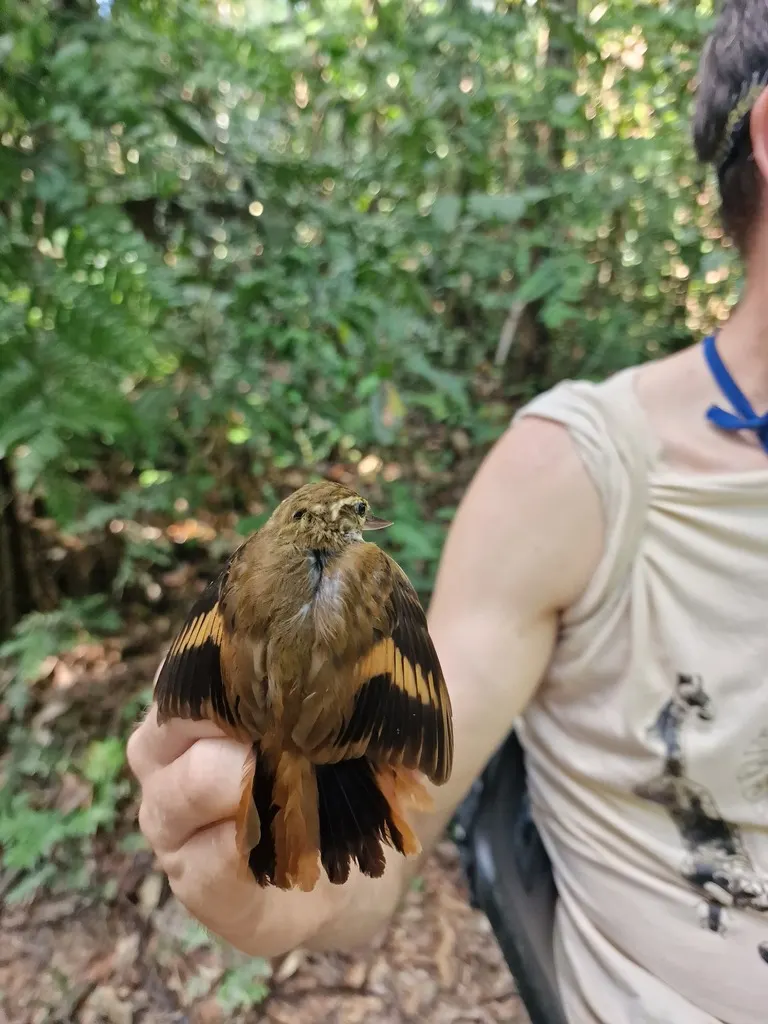 亚马孙纯色翘嘴雀(Xenops genibarbis)