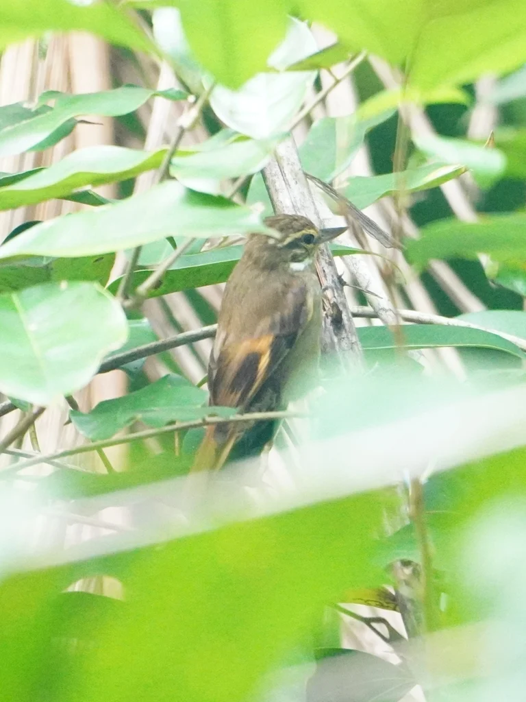 亚马孙纯色翘嘴雀(Xenops genibarbis)