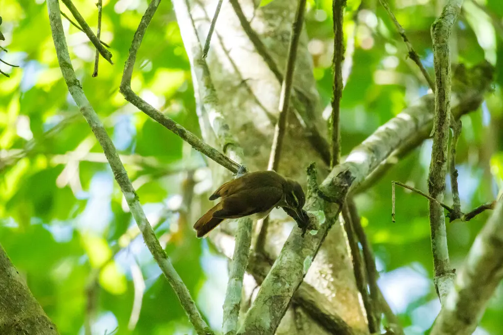 北纯色翘嘴雀(Xenops mexicanus)