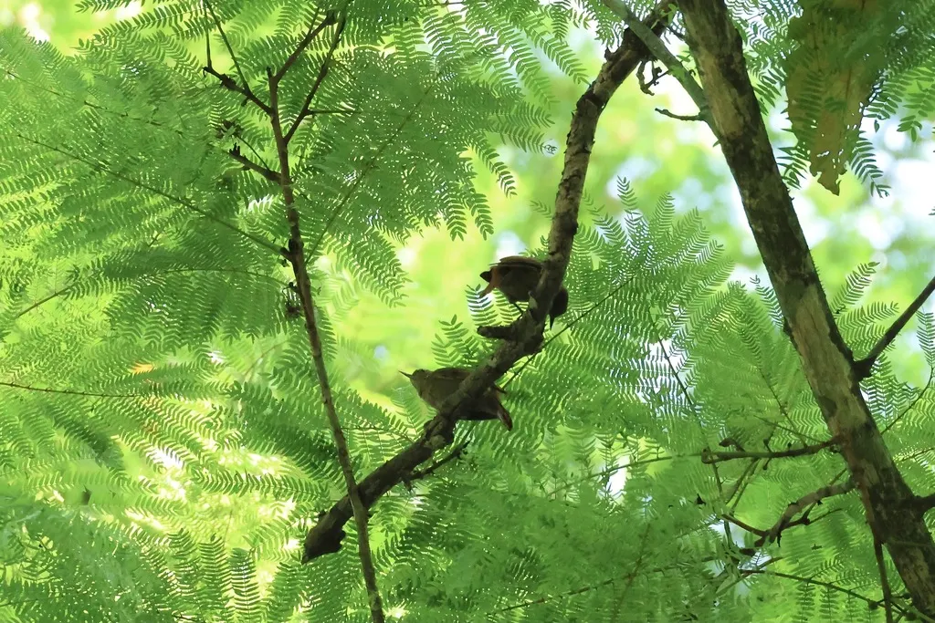 北纯色翘嘴雀(Xenops mexicanus)