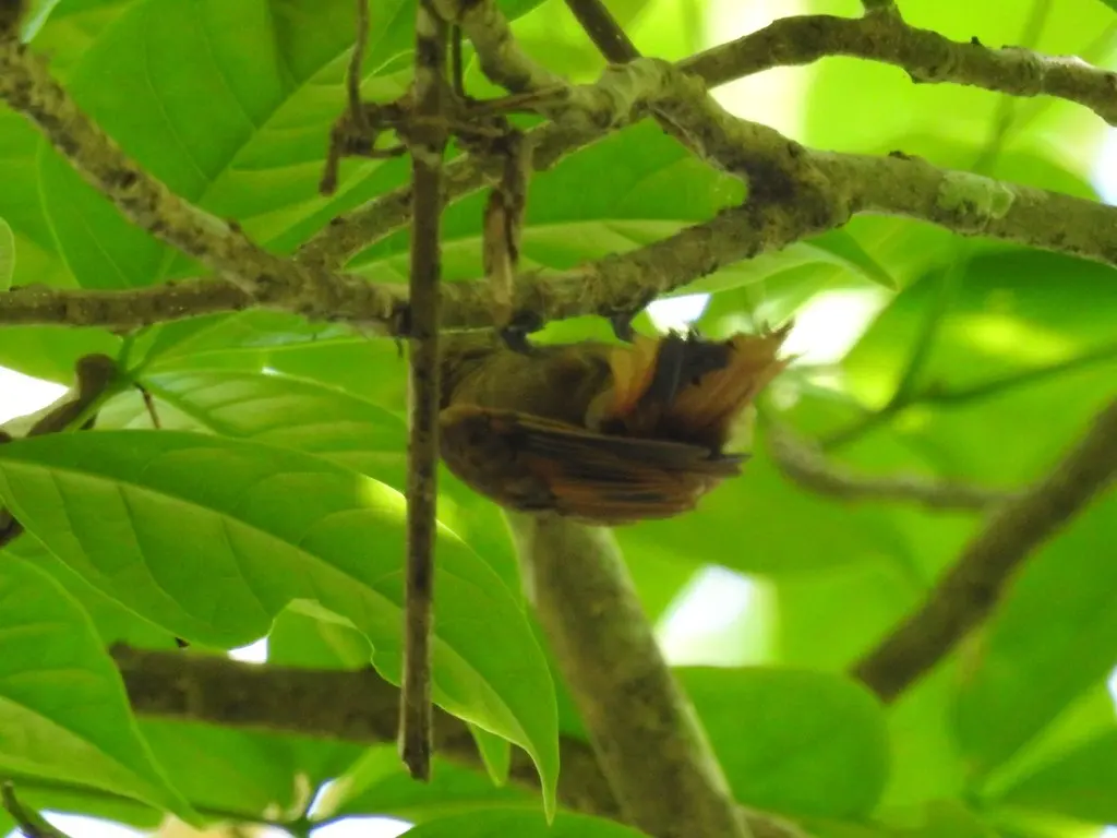 北纯色翘嘴雀(Xenops mexicanus)