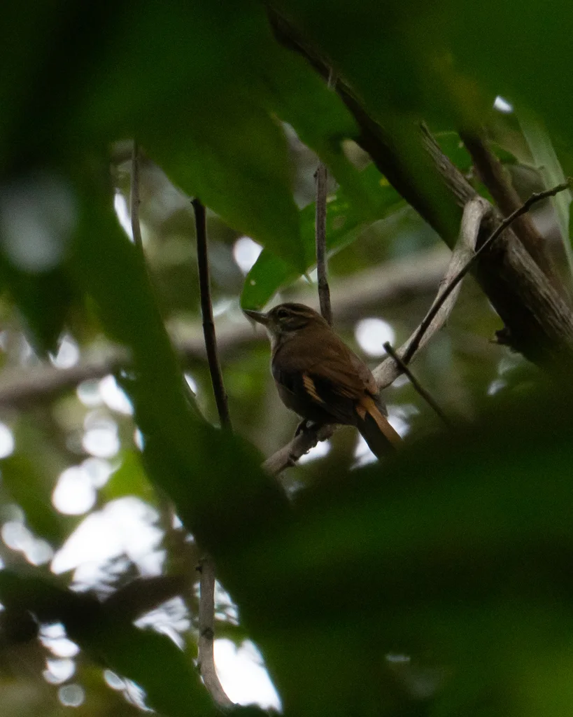 白喉翘嘴雀(Xenops minutus)