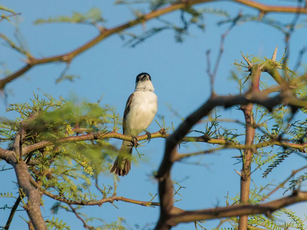 白枕霸鹟(Xenopsaris albinucha)