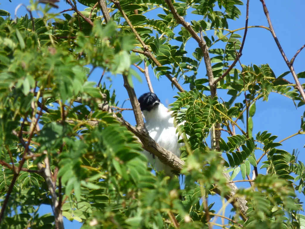 白枕霸鹟(Xenopsaris albinucha)