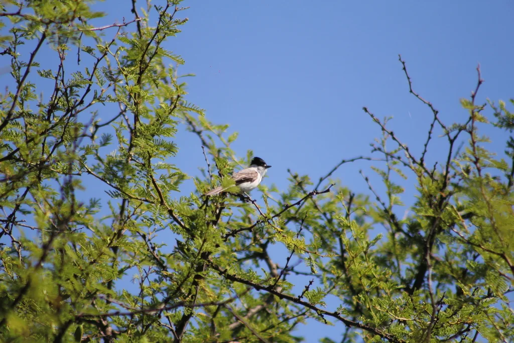 白枕霸鹟(Xenopsaris albinucha)
