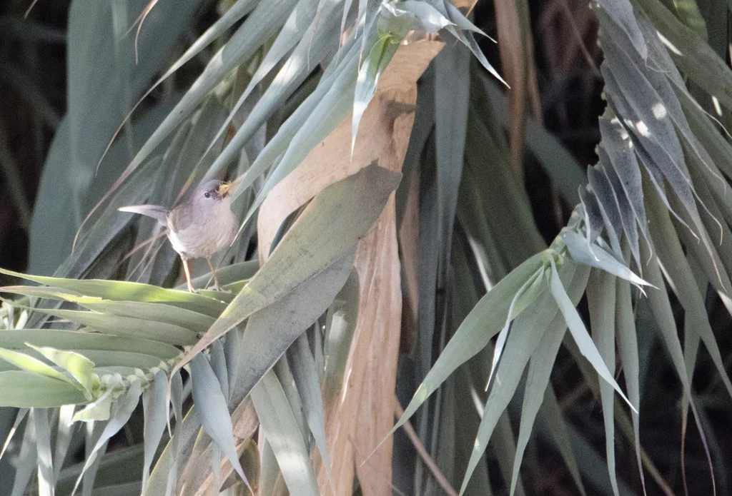 细嘴雀鹀(Xenospingus concolor)
