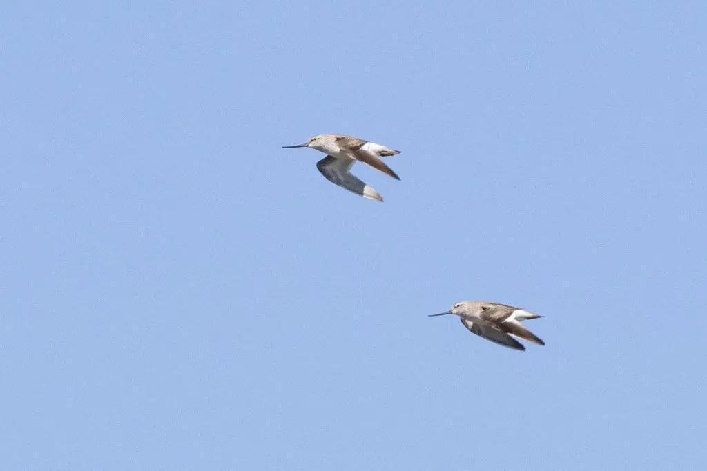 翘嘴鹬(Xenus cinereus)