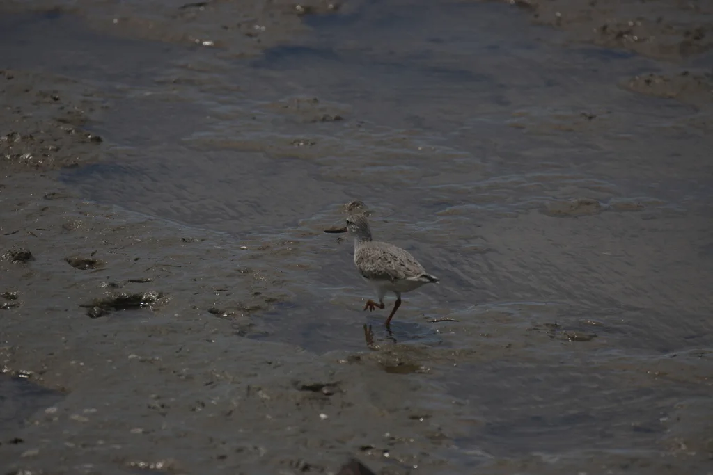 翘嘴鹬(Xenus cinereus)