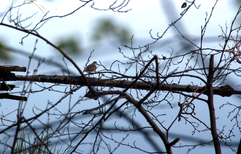 翘嘴鹬(Xenus cinereus)