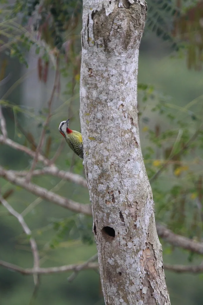 古巴绿啄木鸟(Xiphidiopicus percussus)