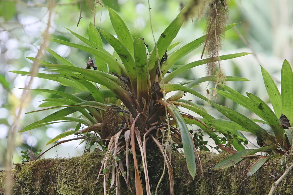 强嘴䴕雀(Xiphocolaptes promeropirhynchus)