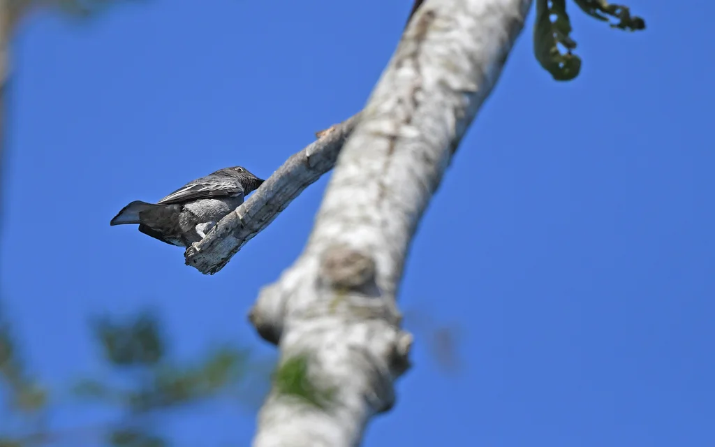 白尾伞鸟(Xipholena lamellipennis)