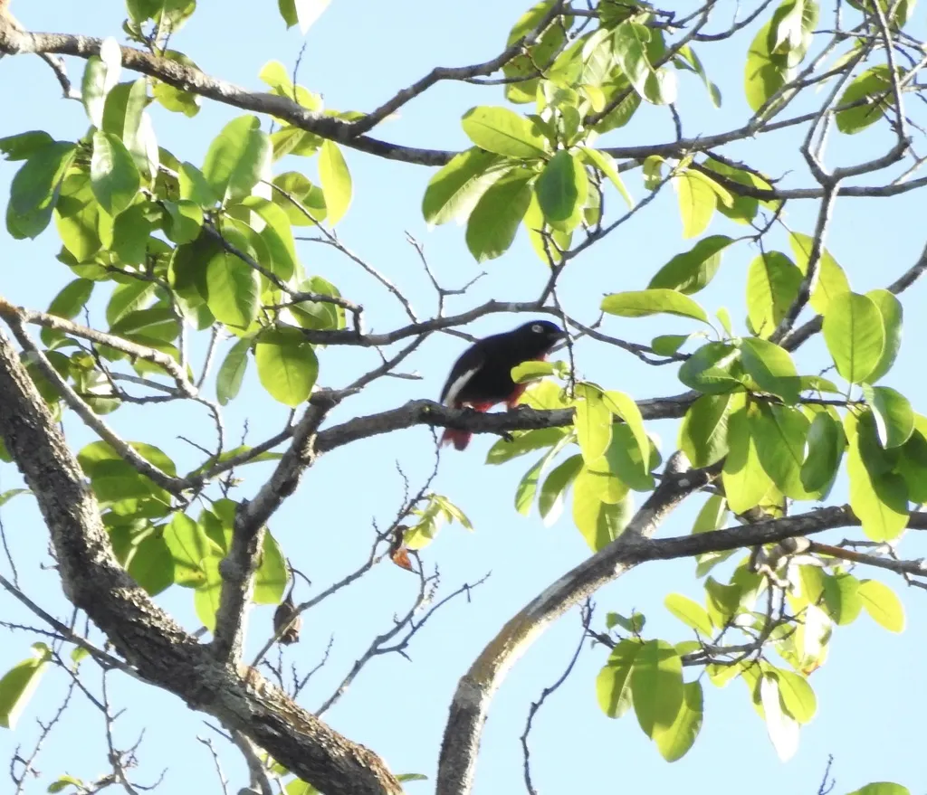 白翅紫伞鸟(Xipholena punicea)
