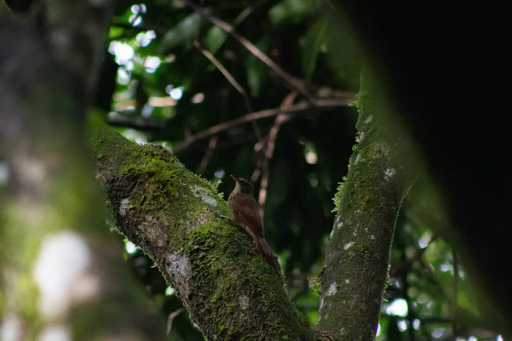 大西洋䴕雀(Xiphorhynchus atlanticus)