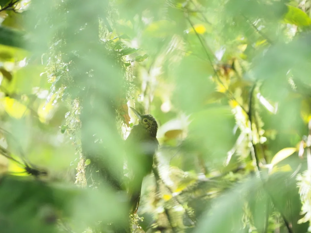 点斑䴕雀(Xiphorhynchus erythropygius)